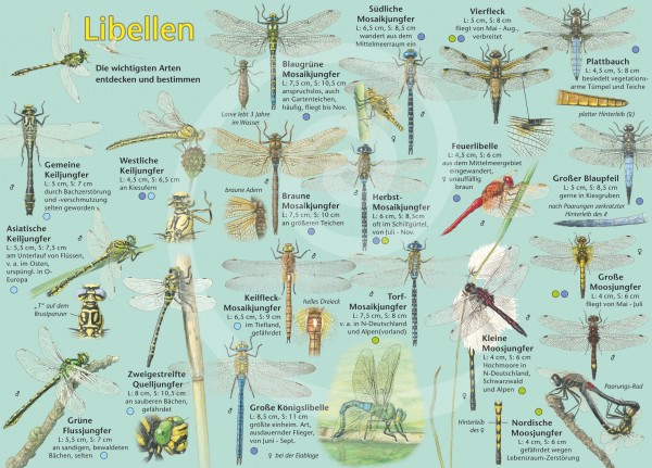 Bestimmungskarte Libellen