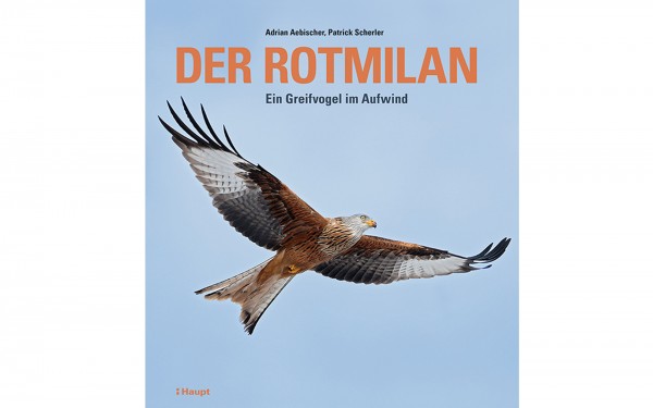 Der Rotmilan - Ein Greifvogel im Aufwind