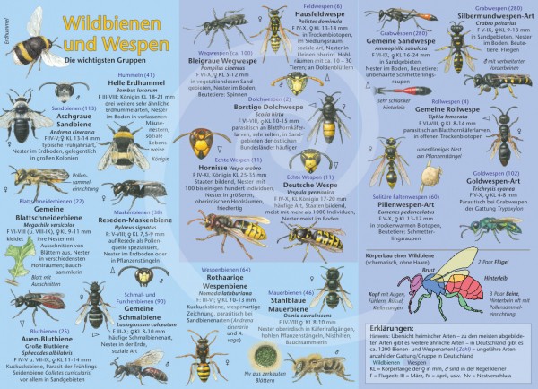 Bestimmungskarte Wildbienen und Wespen