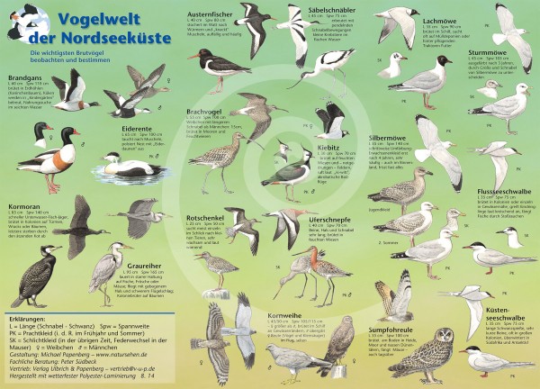 Bestimmungskarte Vogelwelt der Nordseeküste