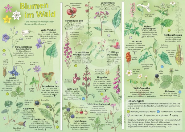 Bestimmungskarte Blumen im Wald