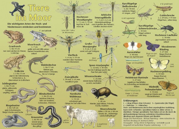 Bestimmungskarte Tiere im Moor