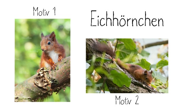 Alu Dibond Eichhörnchen - 2 Motive zur Auswahl