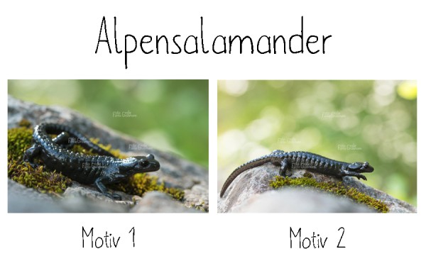 Alu Dibond Alpensalamander - 2 Motive zur Auswahl