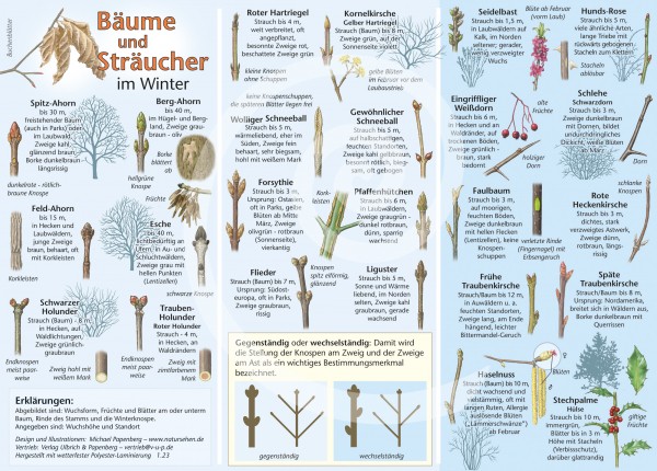 Bestimmungskarte Bäume und Sträucher im Winter