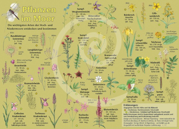 Bestimmungskarte Pflanzen im Moor