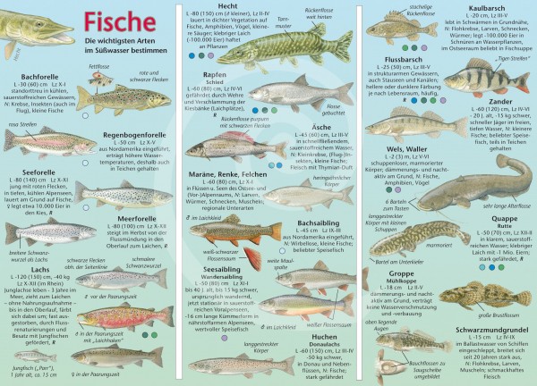 Bestimmungskarte Fische im Süßwasser