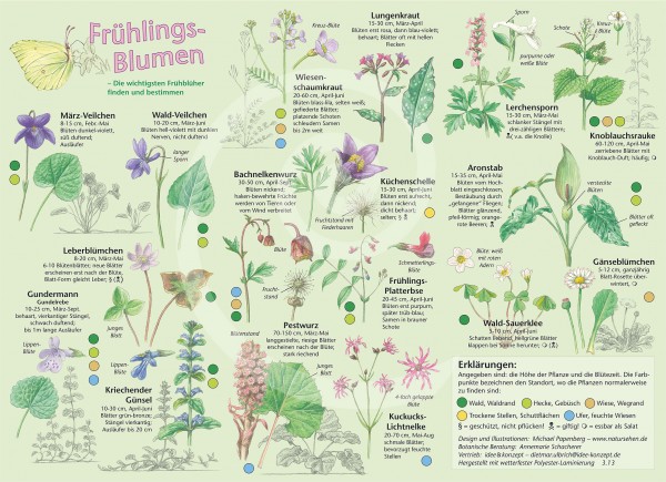 Bestimmungskarte Frühlingsblumen