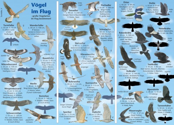 Bestimmungskarte Vögel im Flug