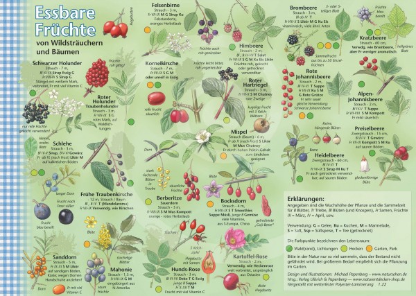 Bestimmungskarte Essbare Früchte von Wildsträuchern und Bäumen