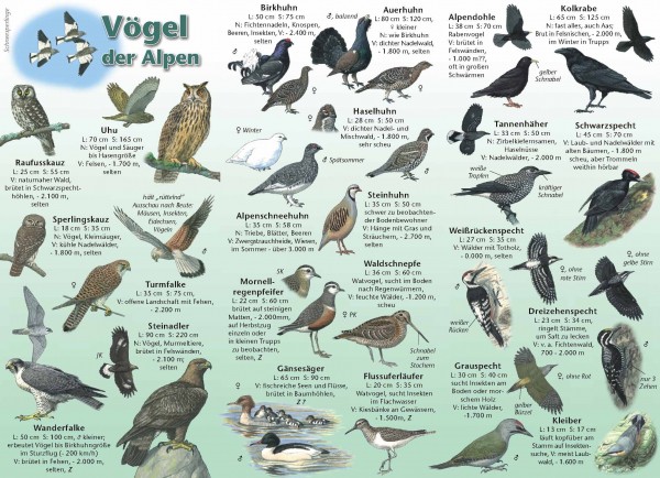 Bestimmungskarte Vögel der Alpen