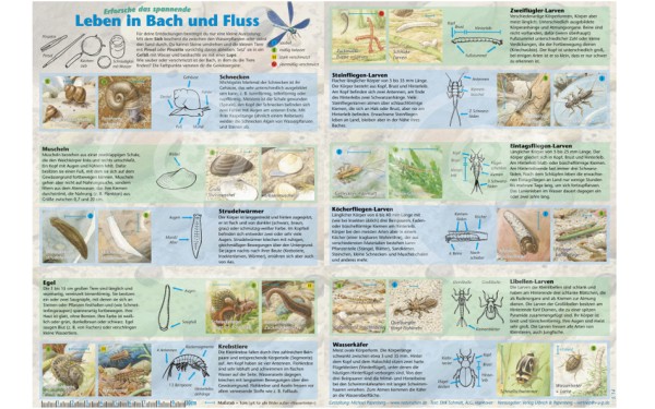 Bestimmungskarte Leben in Bach und Fluss