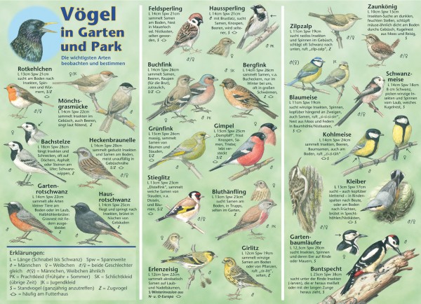 Bestimmungskarte Vögel in Garten und Park