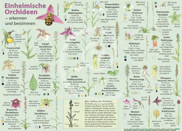 Bestimmungskarte Orchideen