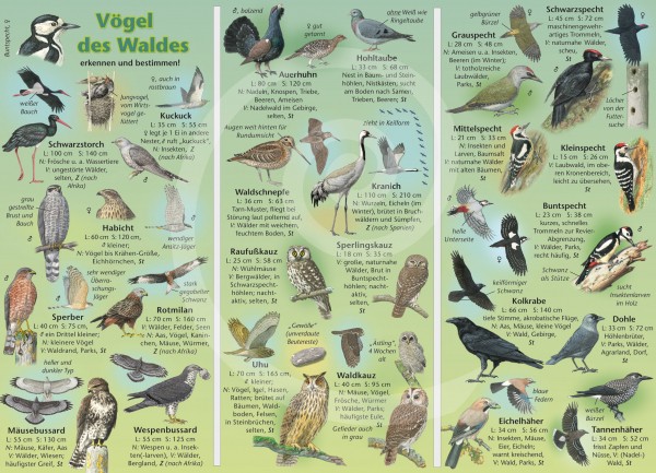 Bestimmungskarte Vögel im Wald