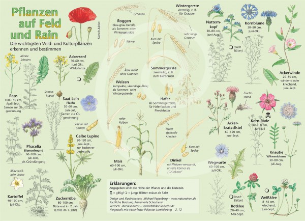 Bestimmungskarte Pflanzen auf Feld und Rain