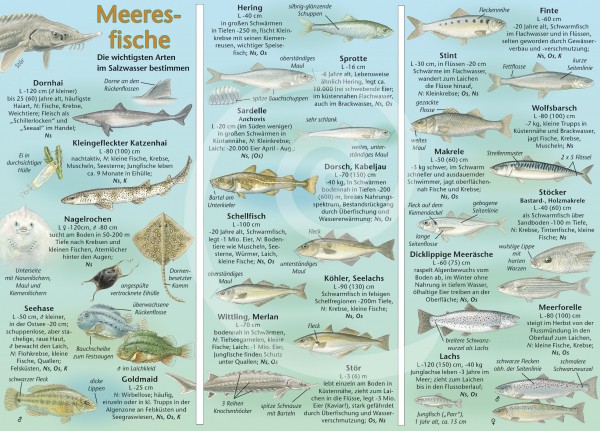 Bestimmungskarte Meeresfische