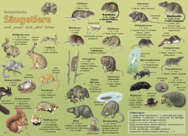 Bestimmungskarte Säugetiere