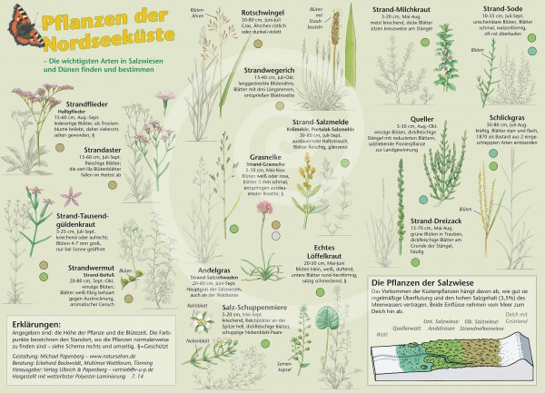 Bestimmungskarte Pflanzen der Nordseeküste
